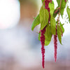 Amaranthus: The Flower That Brings Movement and Drama