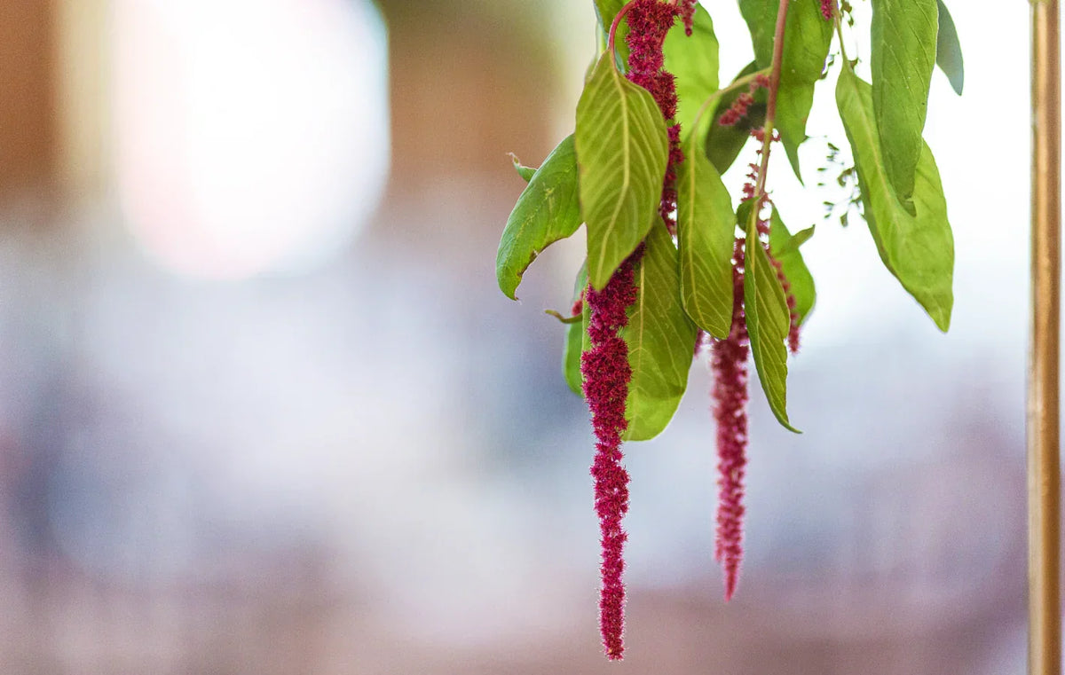 Cascading red amaranthus tassels among green leaves.
