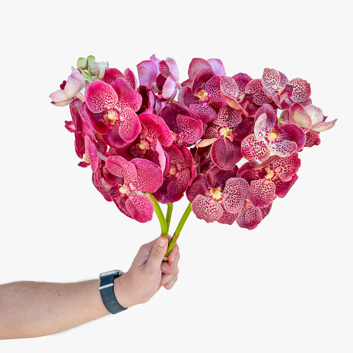 النمر الأحمر فاندا