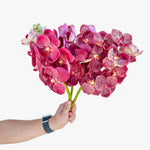 النمر الأحمر فاندا