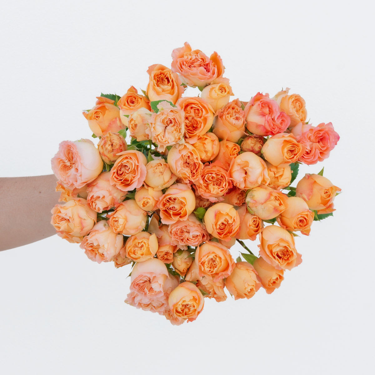Bouquet of peach-colored roses held by a person on a light gray background