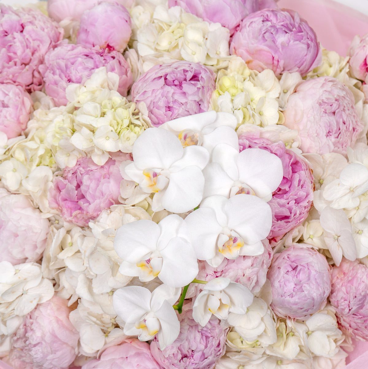 Close-up of pink and white flowers