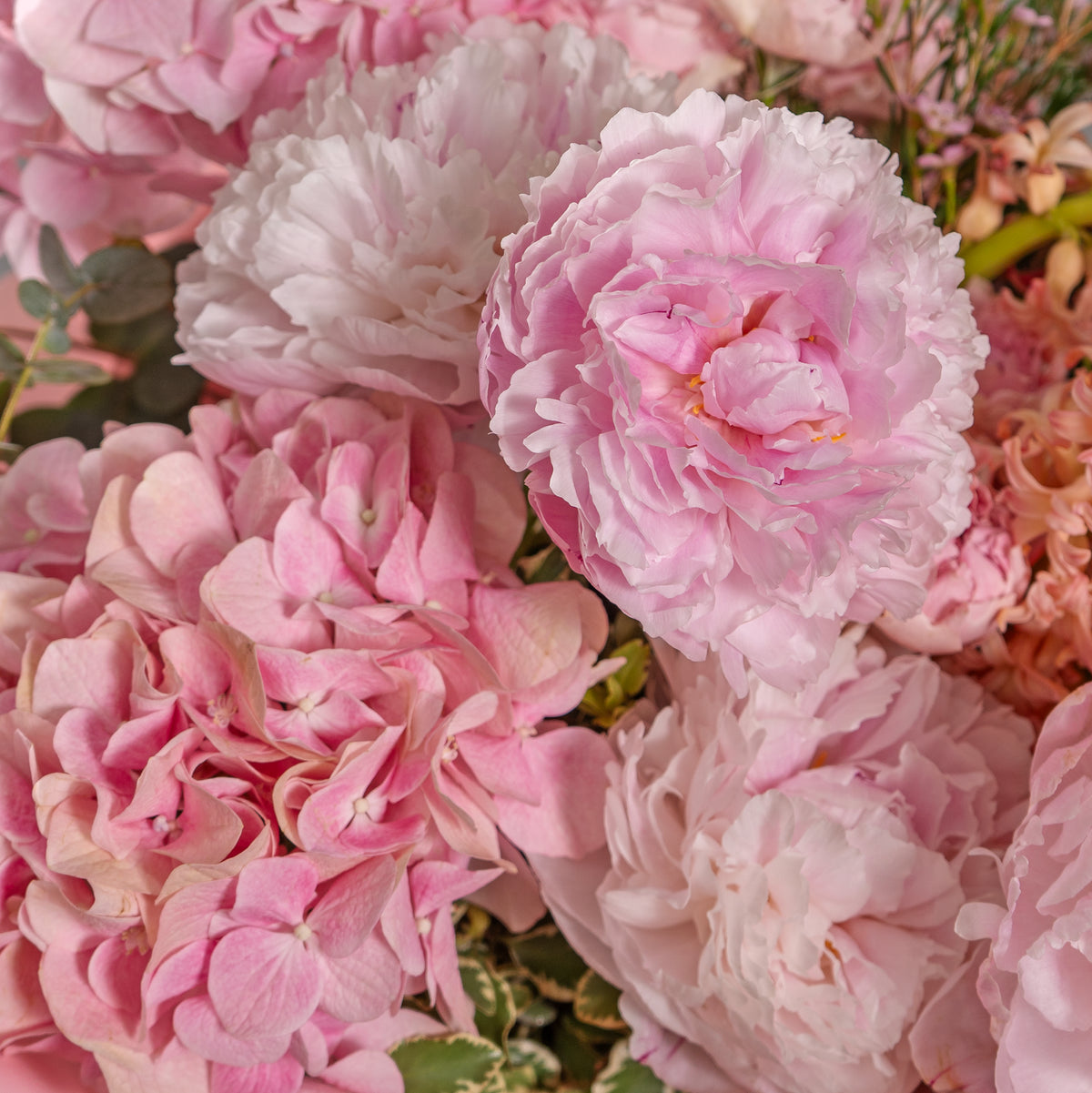 Close-up of pink and white flowers with green leaves