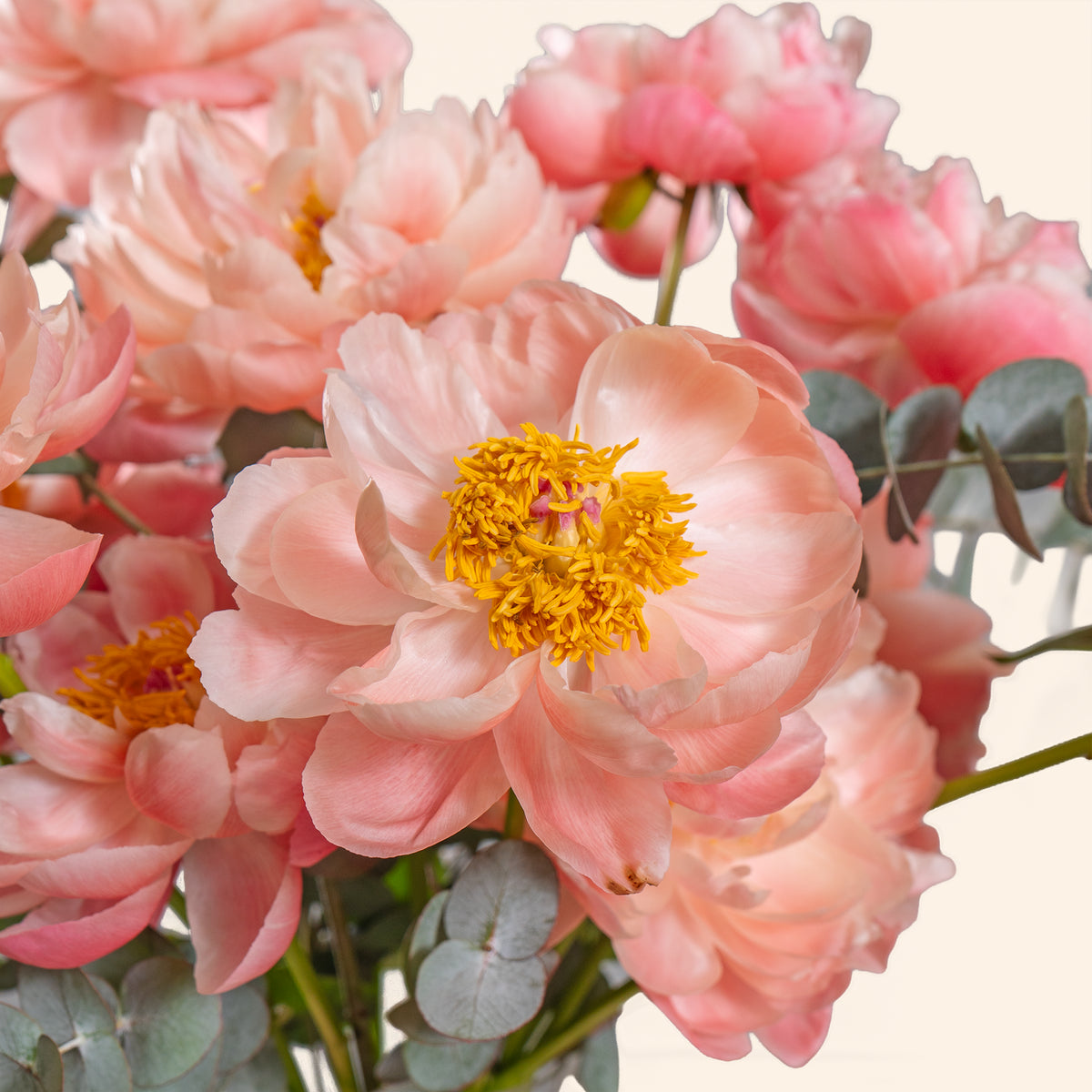 Close-up of pink flowers with a soft focus background