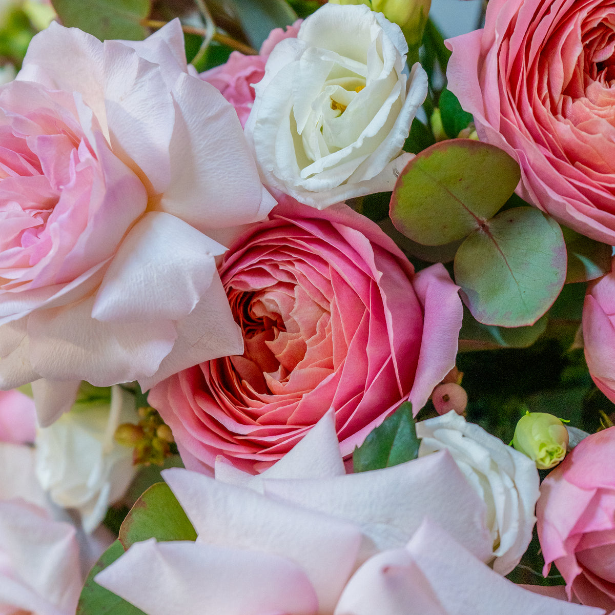 Close-up of a bouquet of pink and white roses with green leaves.