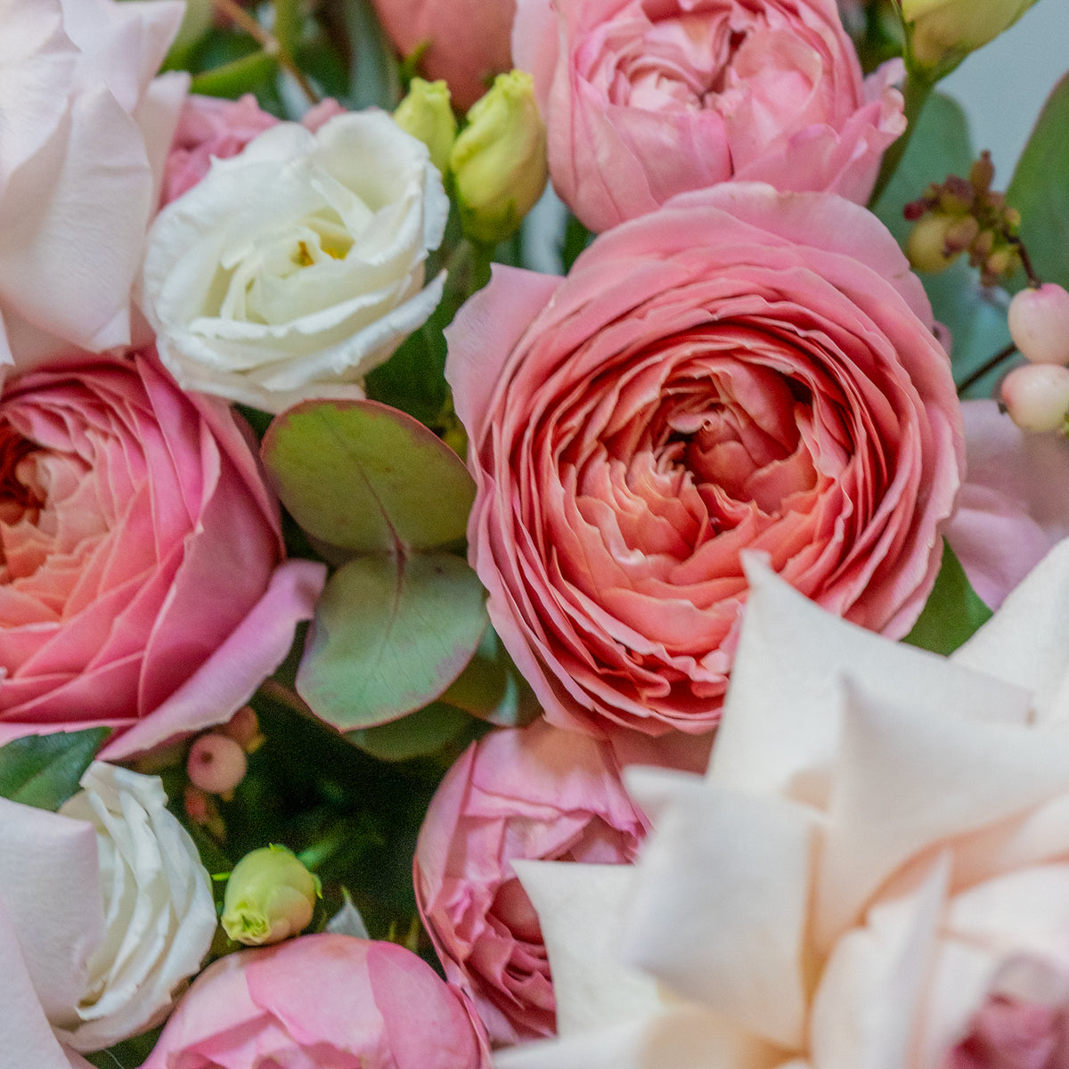 Close-up of pink and white roses with green leaves