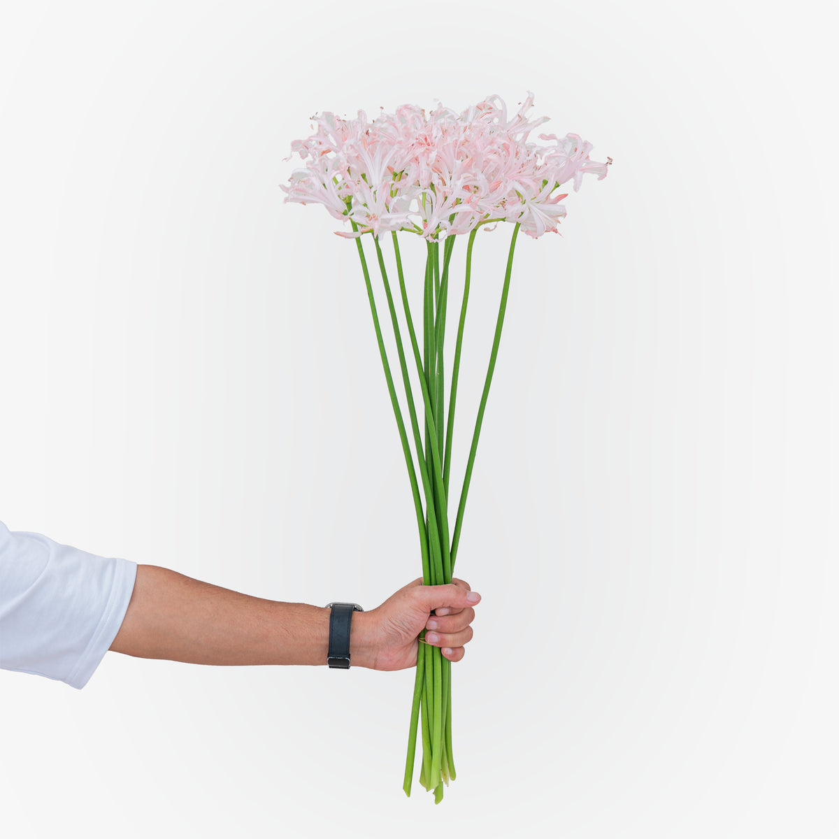 نيرين فيستا