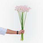 نيرين فيستا