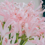 نيرين فيستا