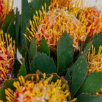 Close-up of vibrant yellow and red flowers with green leaves.