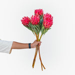Hand holding a bouquet of pink protea flowers against a white background