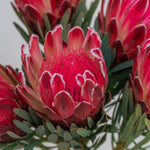 Close-up of a red protea flower bud with green leaves.