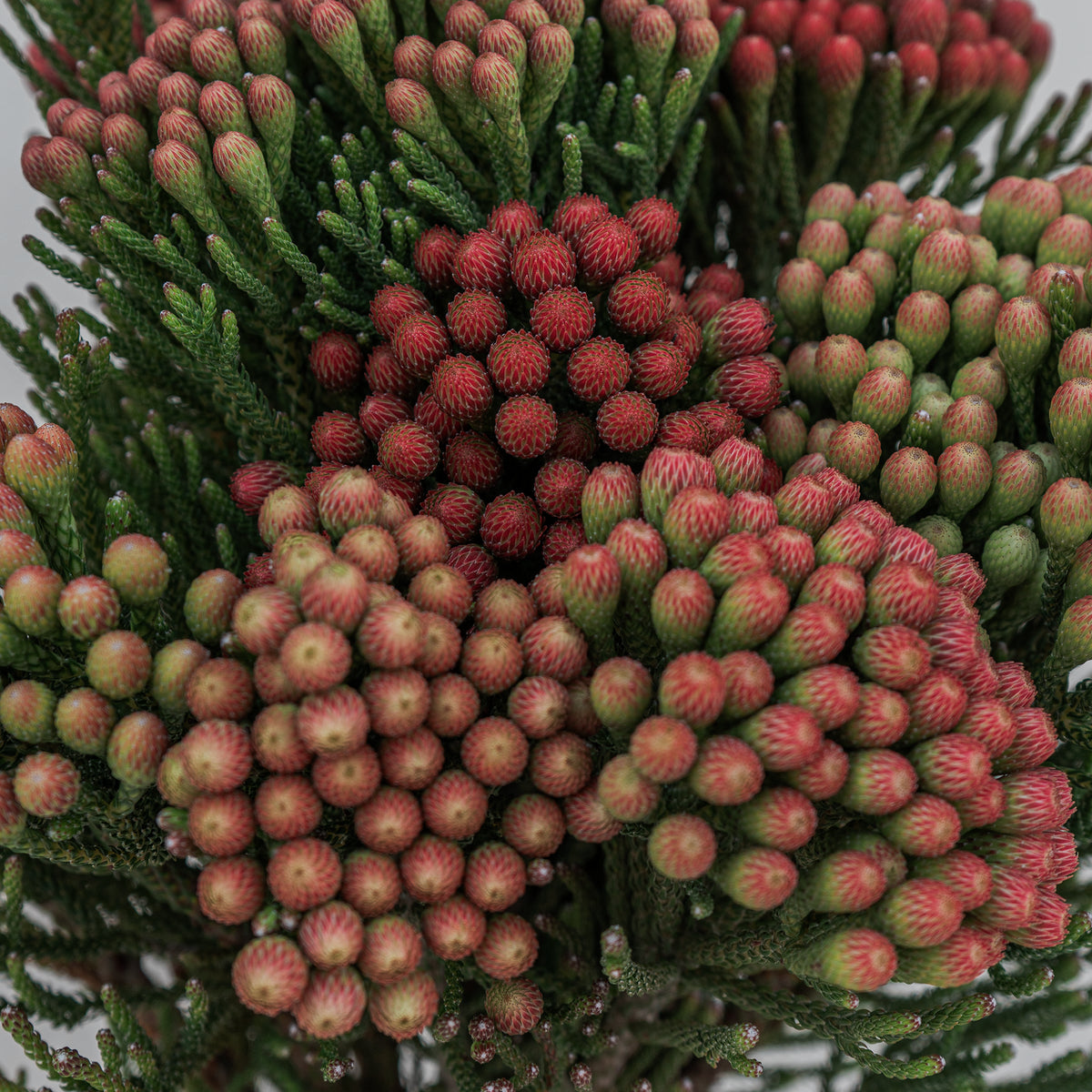 Close-up of a plant with green and red buds on a white background