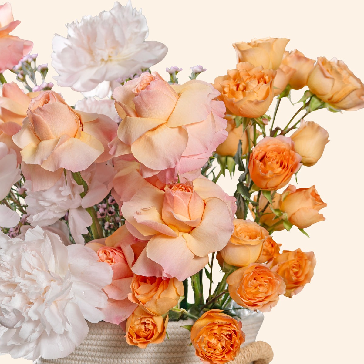 Apricot Whisper