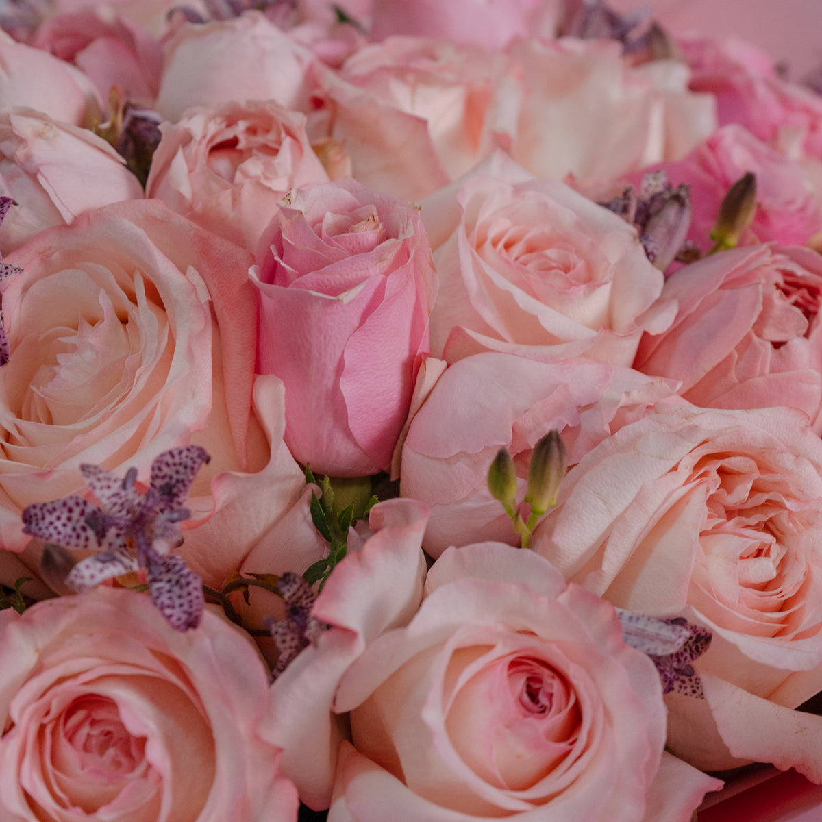 Close-up of a bouquet of pink roses with soft focus