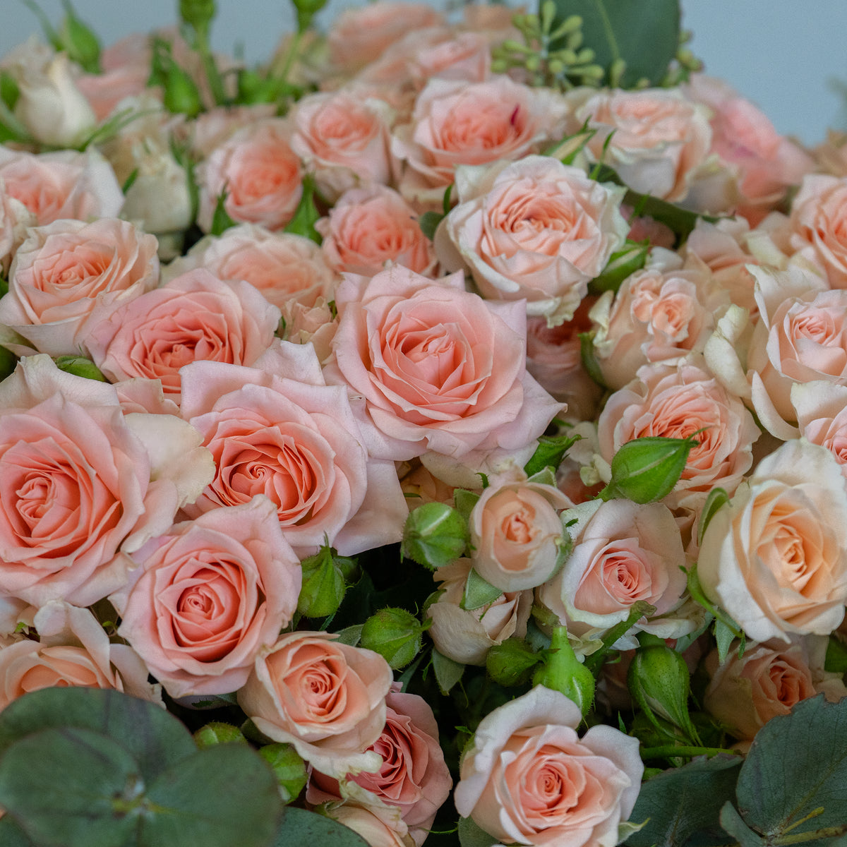Bouquet of pink roses with green leaves