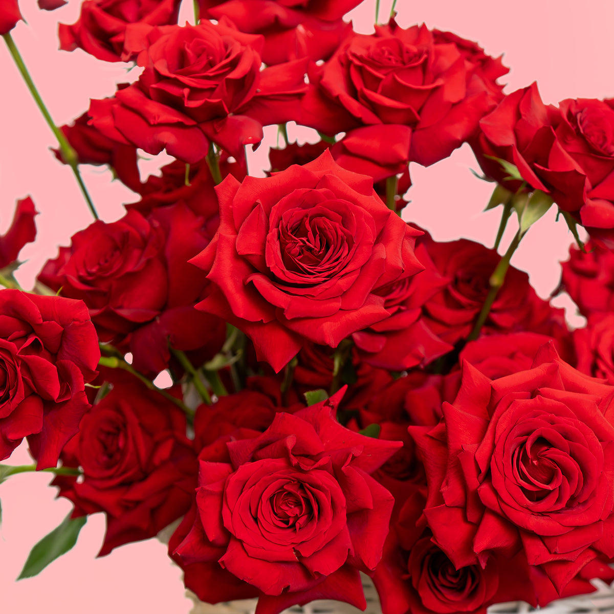 Detailed view of multiple red roses in Eternal Rose Basket, luxury roses arrangement for Valentine’s Day