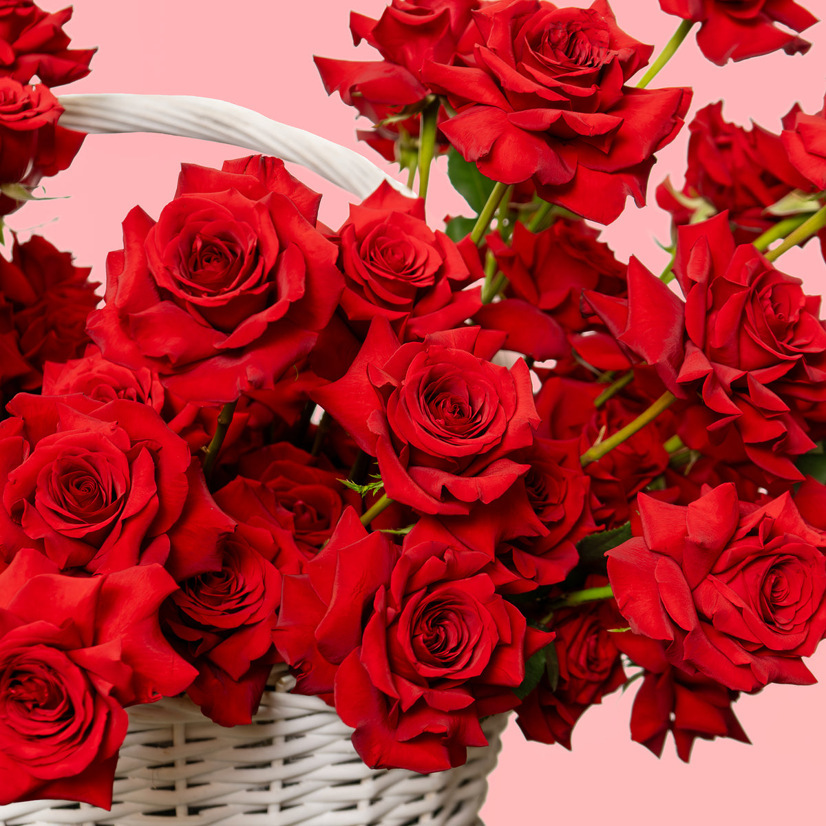 Red roses surrounding white basket handle in Eternal Rose Basket, elegant romantic flower design