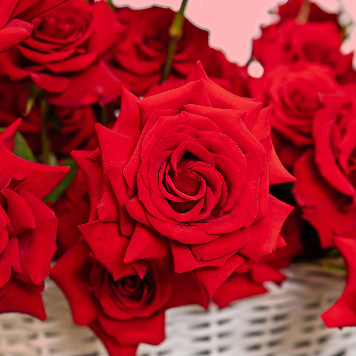 Close-up of fresh red rose from Eternal Rose Basket, premium Valentine’s roses with velvety petals