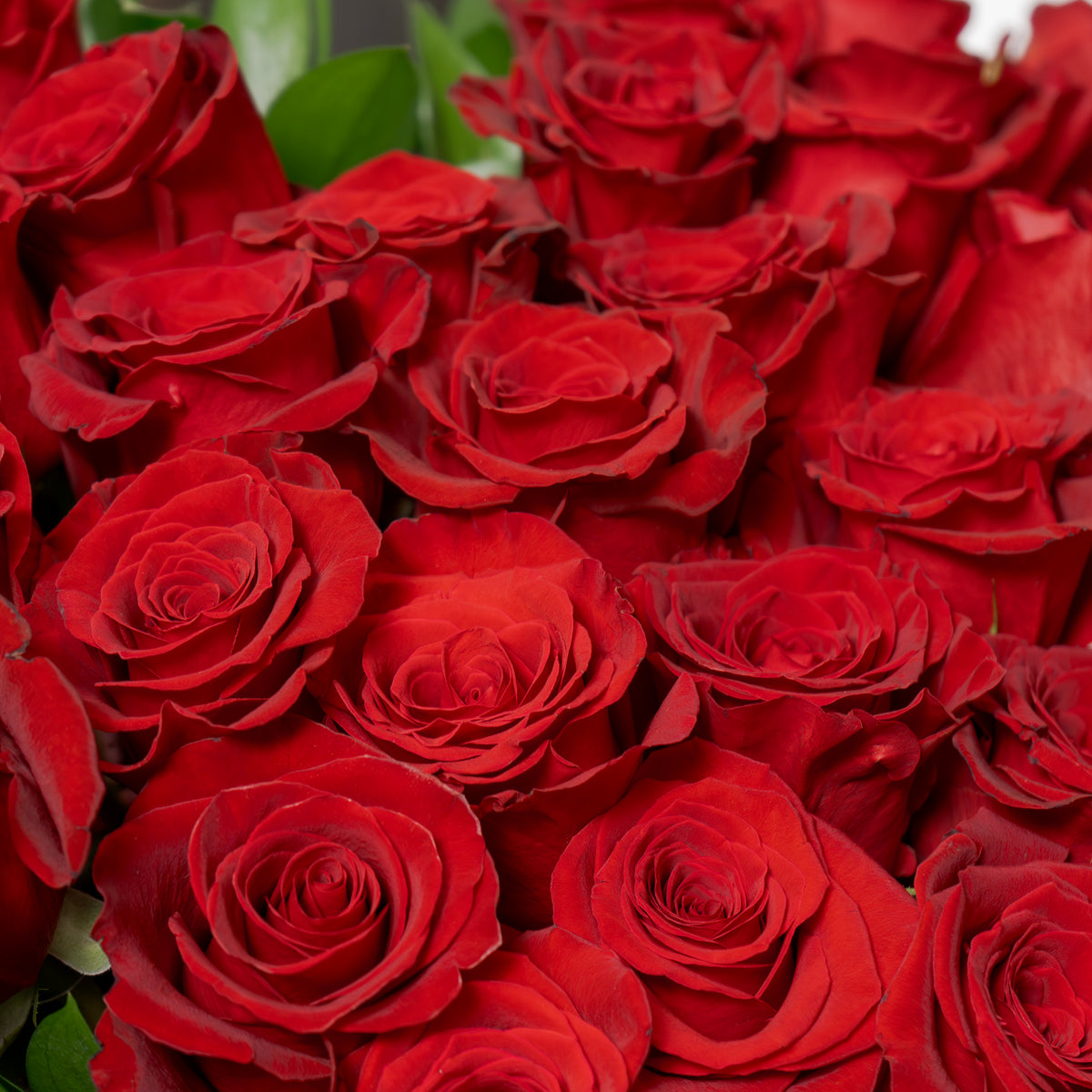 Close-up of a bouquet of red roses with green leaves.