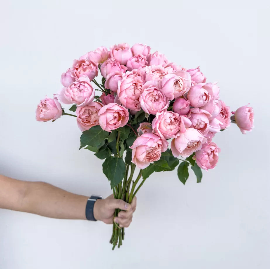 Julietta Spray Roses