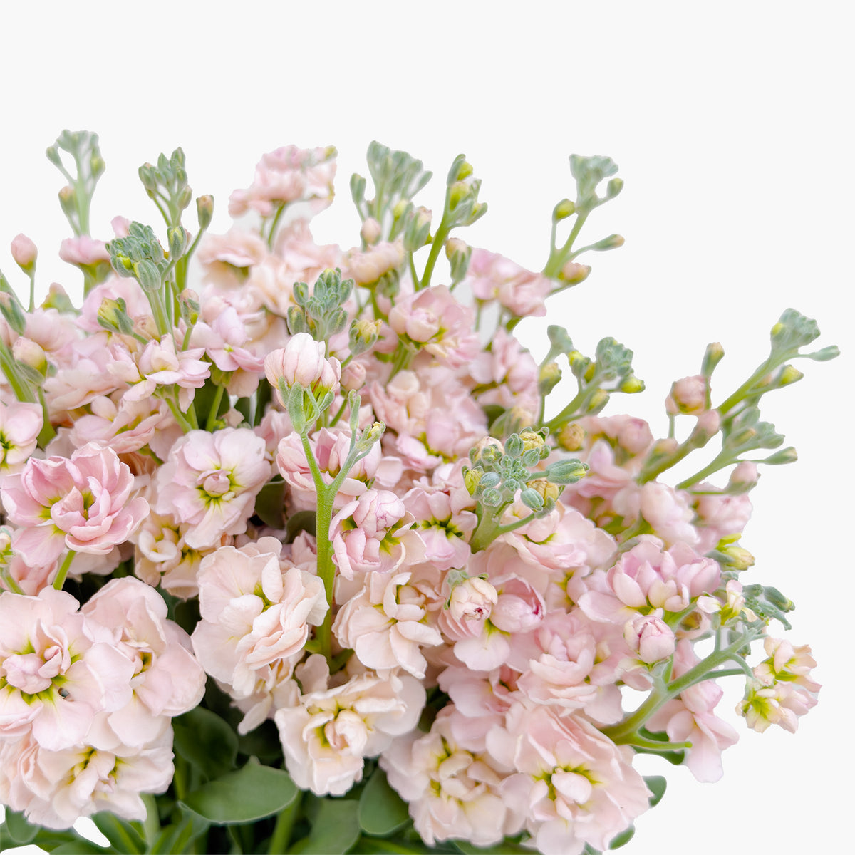 Matthiola Apricot