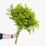 Solidago Golden Glory