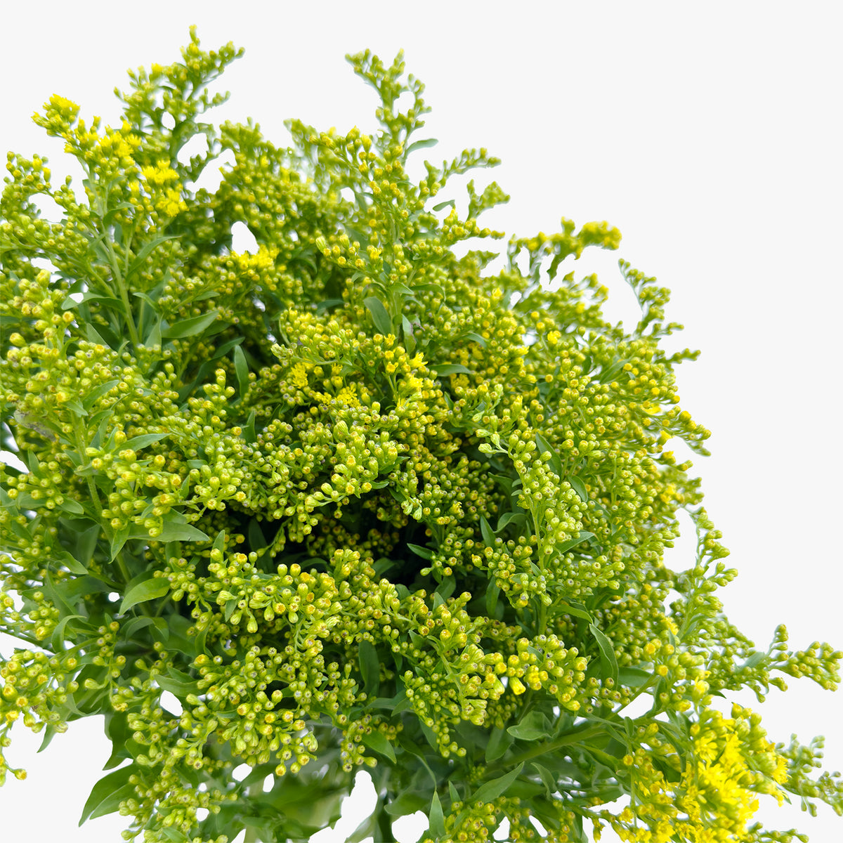 Solidago Golden Glory