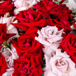 Close-up of fresh red and pale pink roses with velvety petals, arranged closely together.