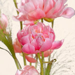 Close-up of pink flowers with a blurred white background