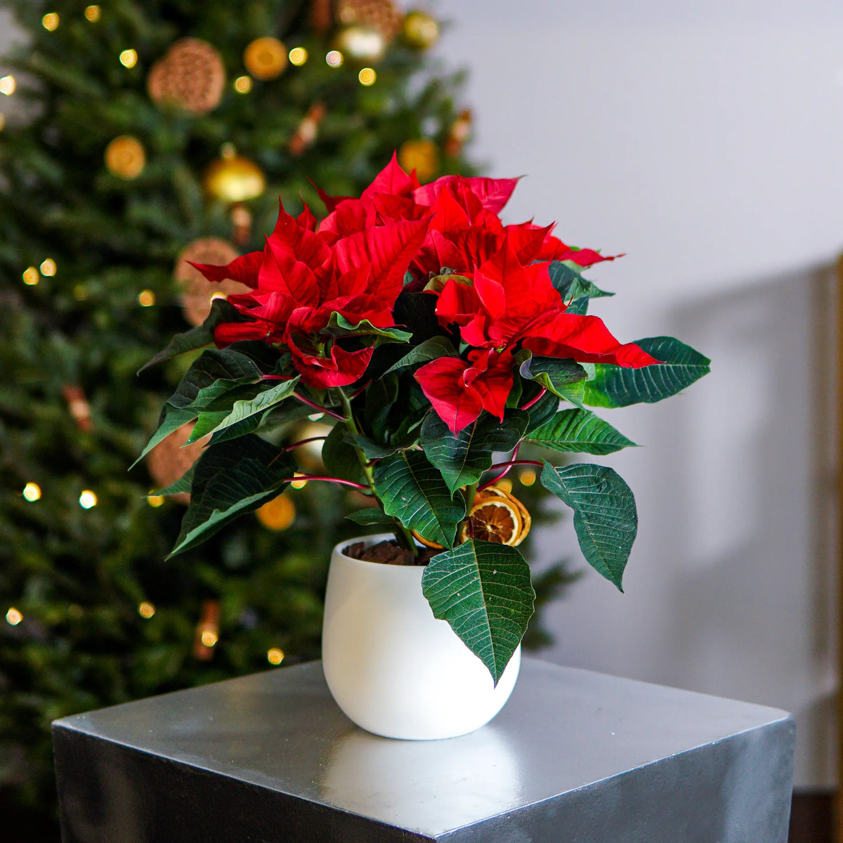 Potted poinsettia plant on a table with a decorated Christmas tree in the background
