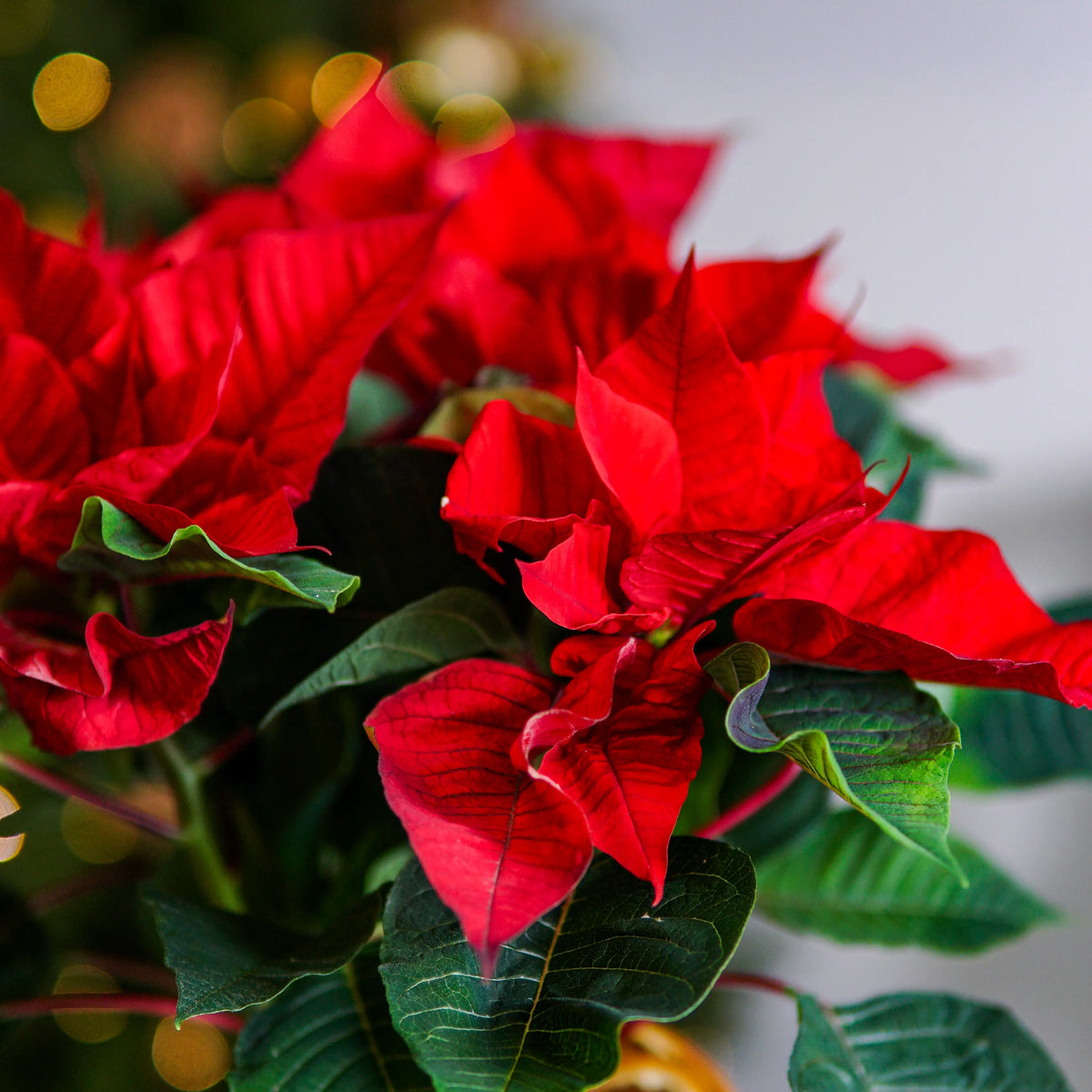 Close-up of red poinsettia flowers with green leaves on a blurred background