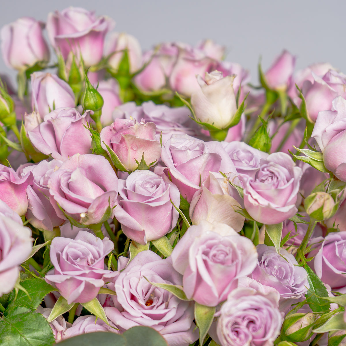 Close-up of a bouquet of pink and purple roses with a soft gray background