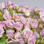 Close-up of a bouquet of pink and purple roses with a soft gray background