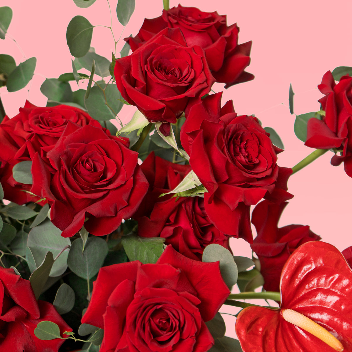 Bouquet of red roses with green leaves on a pink background