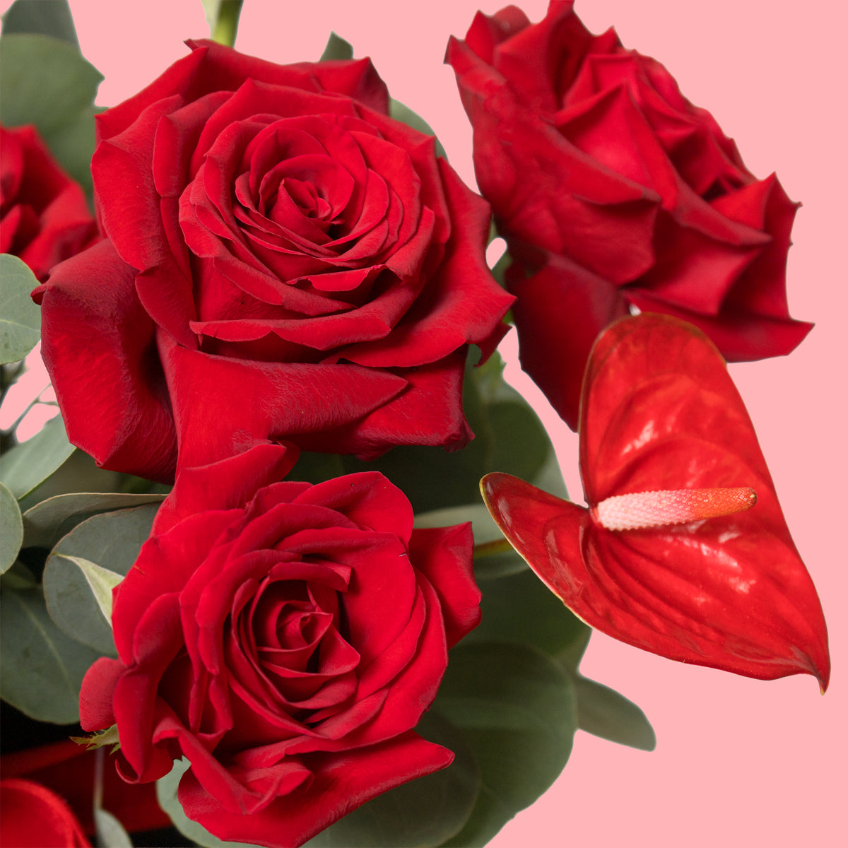 Bouquet of red roses with a red anthurium against a pink background