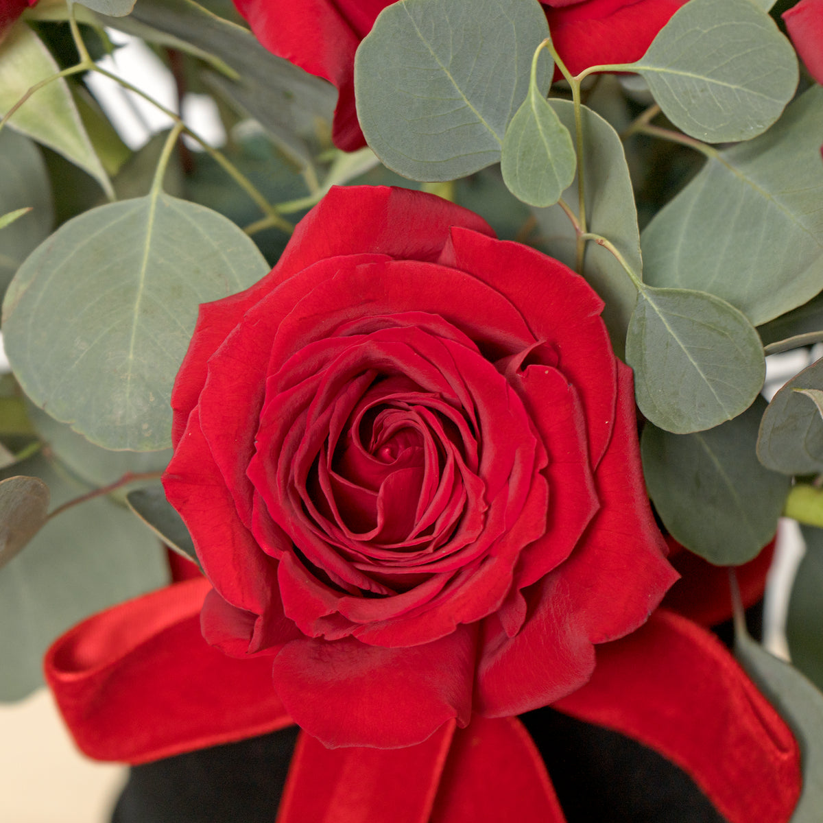 Close-up of a red rose with green leaves