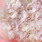 Close-up of pink peonies with a soft focus background