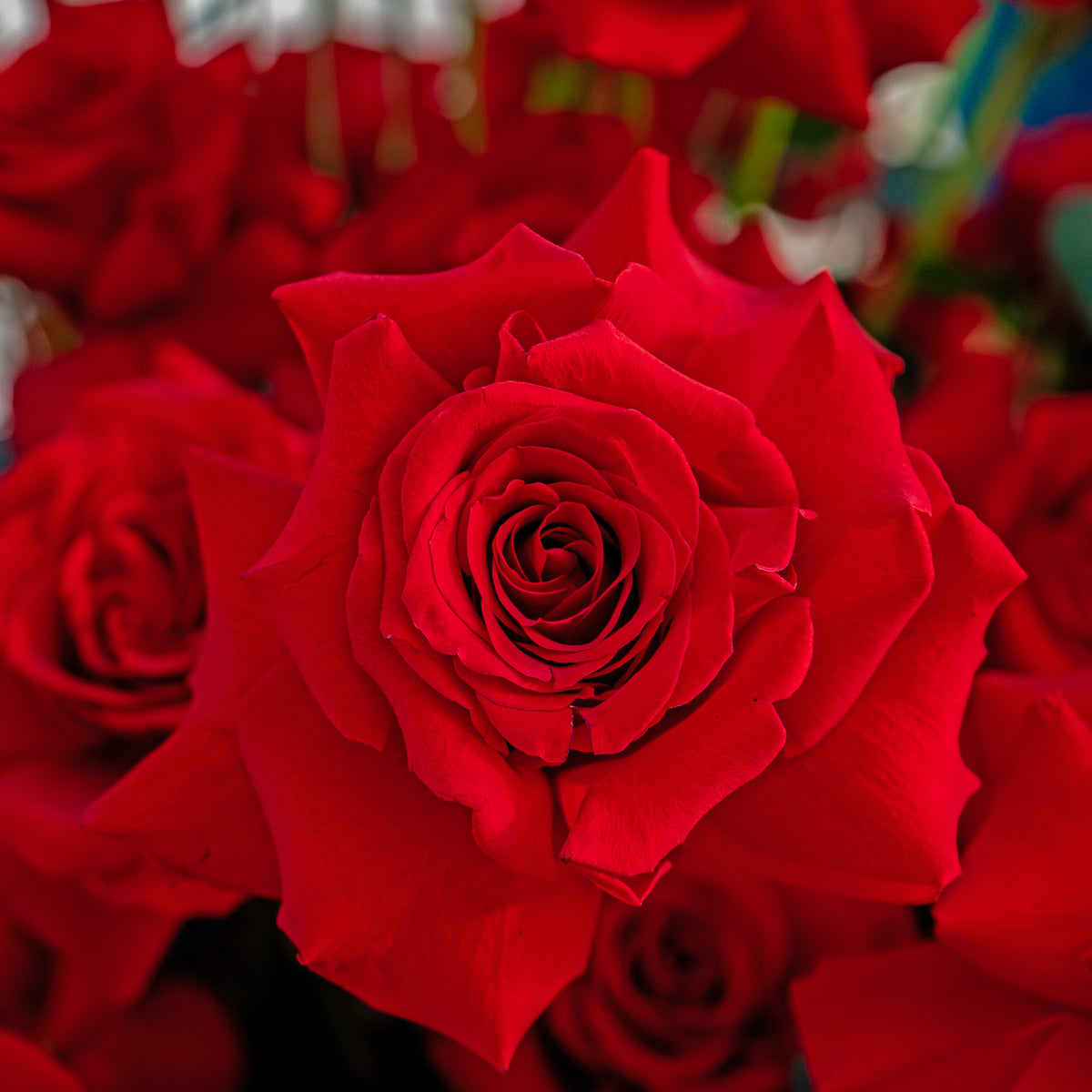 Close-up of a red rose with a blurred background of more roses.