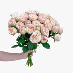 سبراي جينتل تريندسيتر روز