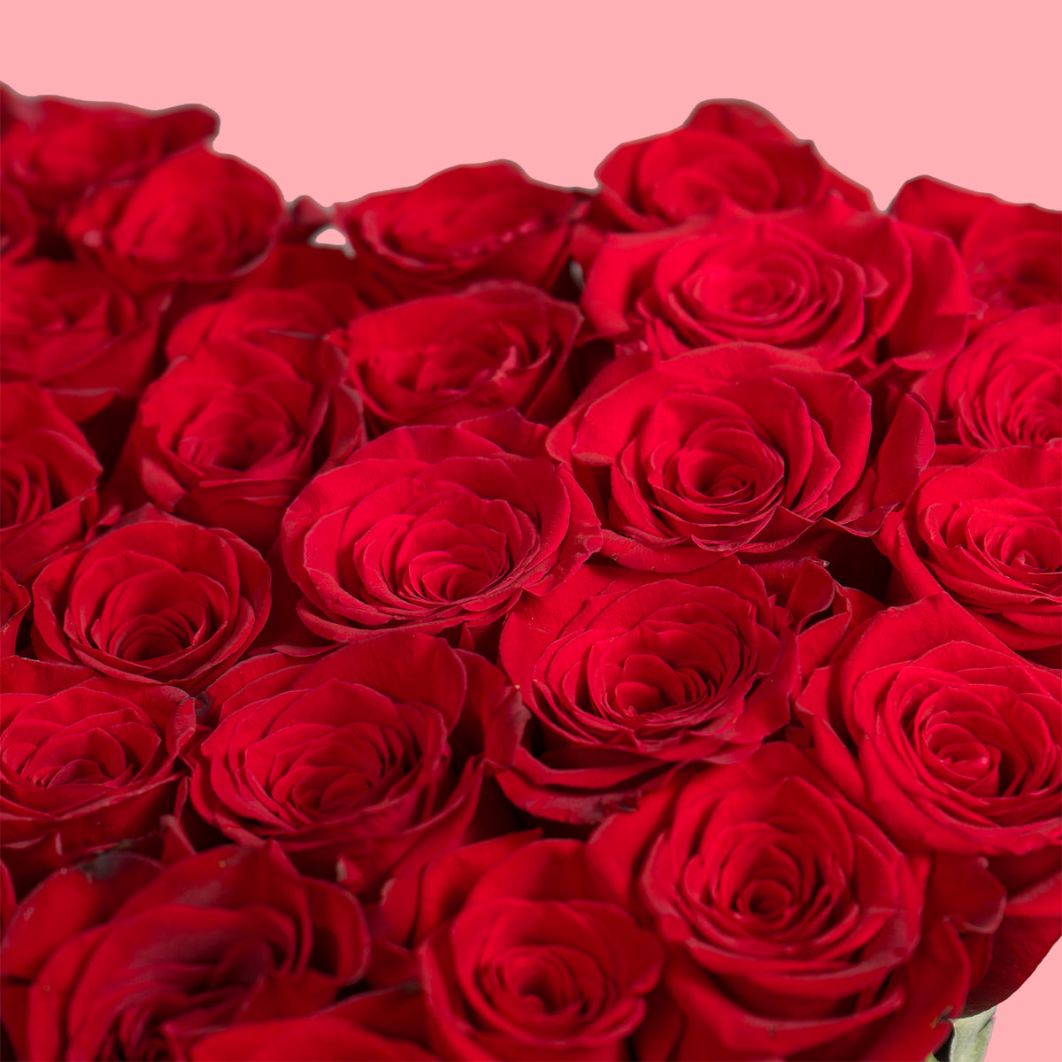 Bouquet of red roses on a pink background