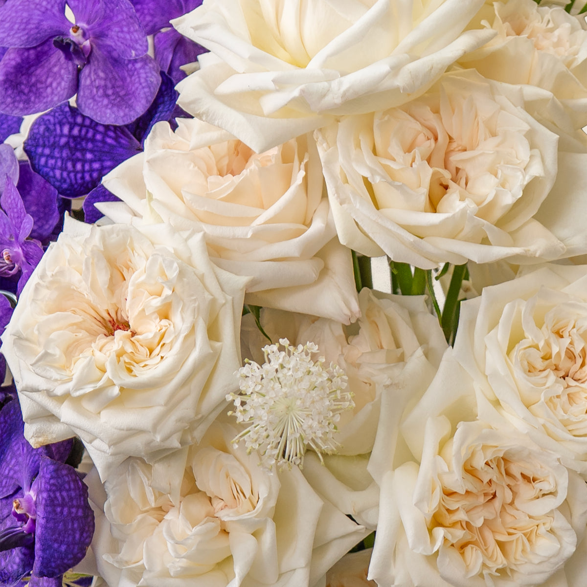 Bouquet of white and purple flowers including roses and orchids.