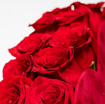 Close-up of a bouquet of red roses on a white background