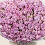 Bouquet of pink and purple roses on a light background