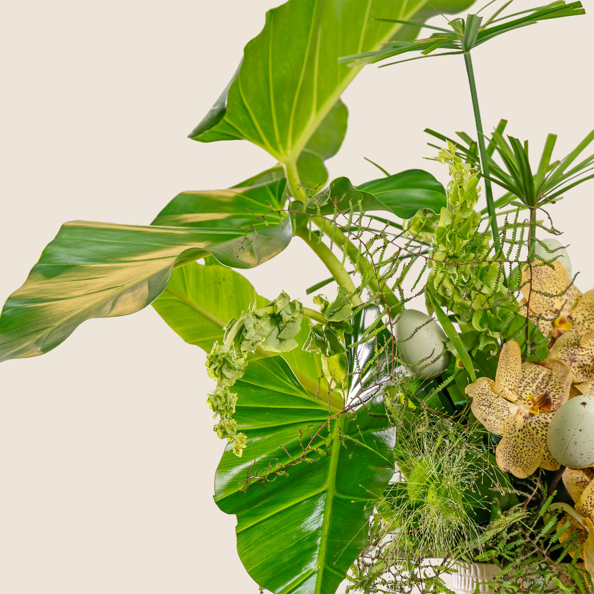 Close-up of a lush green plant with large leaves and decorative elements on a beige background