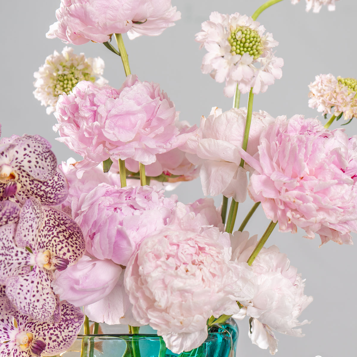 Close-up of pink and white flowers in a clear vase against a light gray background