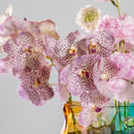 Vanda orchids with pink and white flowers in a clear vase on a light gray background