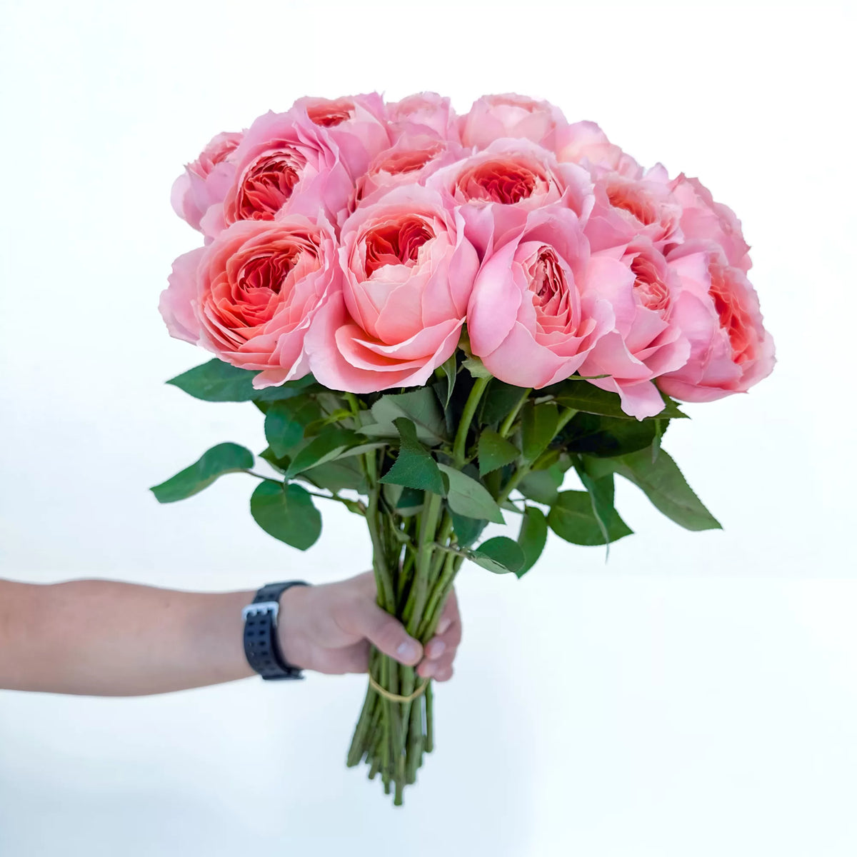 Romantic Antike Rose