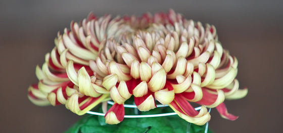 Close-up of a chrysanthemum flower with soft yellow petals fading into deep red tones, symbolizing warmth and longevity in autumn floral design.