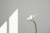 Minimal white flower with soft petals lit by natural light against a calm, neutral background, creating a clean and contemporary floral aesthetic.